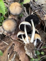 Coprinellus truncorum