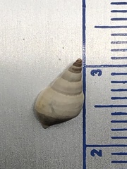 Pleurocera