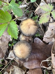 Coprinellus truncorum