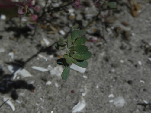 Image of Acmispon prostratus by (c) James C. Davis, some rights reserved (CC BY-SA)