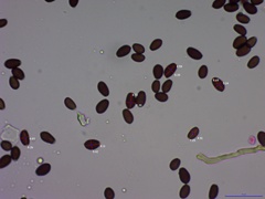 Coprinellus truncorum