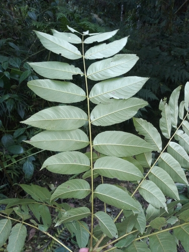 Bolivian walnut (Juglans boliviana)