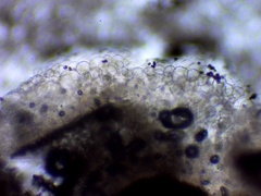 Coprinellus truncorum