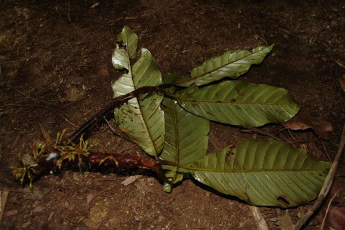 Pycnandra balansae, 2008-03-20