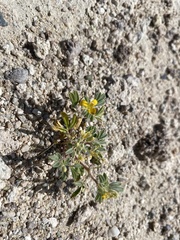 Cleomella obtusifolia