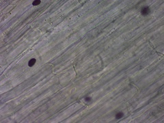 Coprinellus truncorum