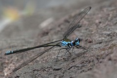 Caledopteryx sarasini