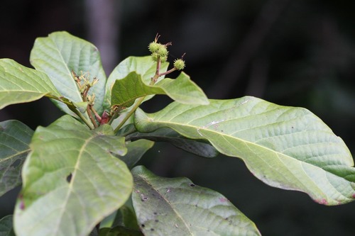 Macaranga corymbosa