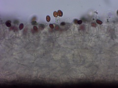 Coprinellus truncorum