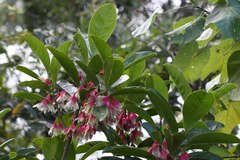 Crossostylis grandiflora