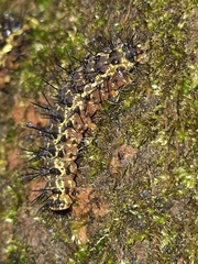 Hypoprepia miniata