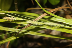 Carex bermudiana