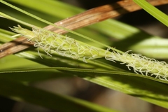 Carex bermudiana
