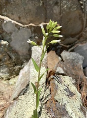 Borodinia missouriensis