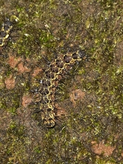 Hypoprepia miniata