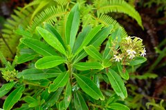 Scaevola montana
