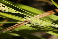 Carex bermudiana