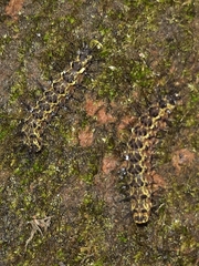 Hypoprepia miniata