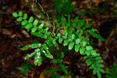 Lygodium reticulatum