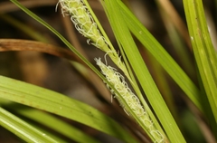 Carex bermudiana