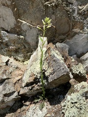 Borodinia missouriensis