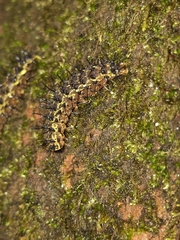 Hypoprepia miniata