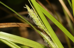 Carex bermudiana