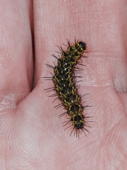 Hypoprepia miniata