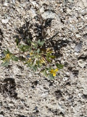 Cleomella obtusifolia