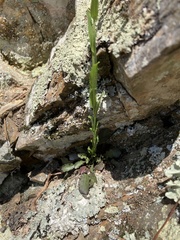 Borodinia missouriensis