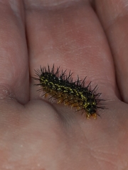 Hypoprepia miniata
