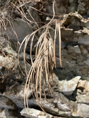 Borodinia missouriensis