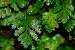 Davallia pusilla