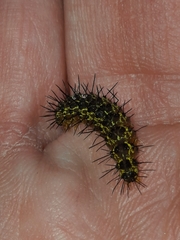 Hypoprepia miniata