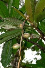 Barringtonia neocaledonica