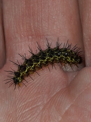 Hypoprepia miniata