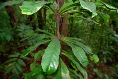 Phelline