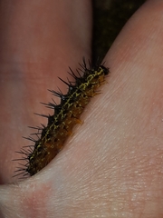 Hypoprepia miniata