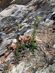 Borodinia missouriensis