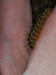 Hypoprepia miniata