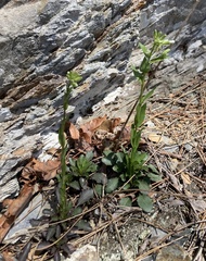 Borodinia missouriensis