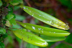 Bulbophyllum apodum