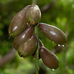 Barringtonia neocaledonica
