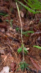 Gonatostylis