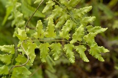Lygodium reticulatum
