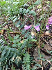 Lathyrus nevadensis