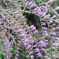 Eirmocephala brachiata