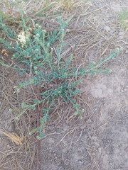 Heliotropium curassavicum