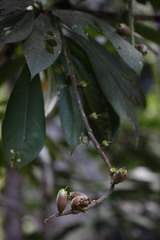 Barringtonia neocaledonica
