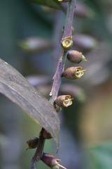 Barringtonia neocaledonica